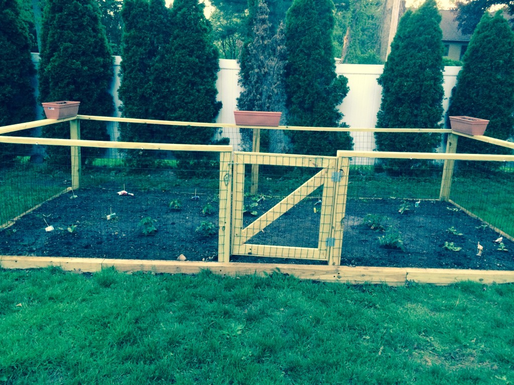 Planted some vegetables