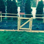 Planted some vegetables