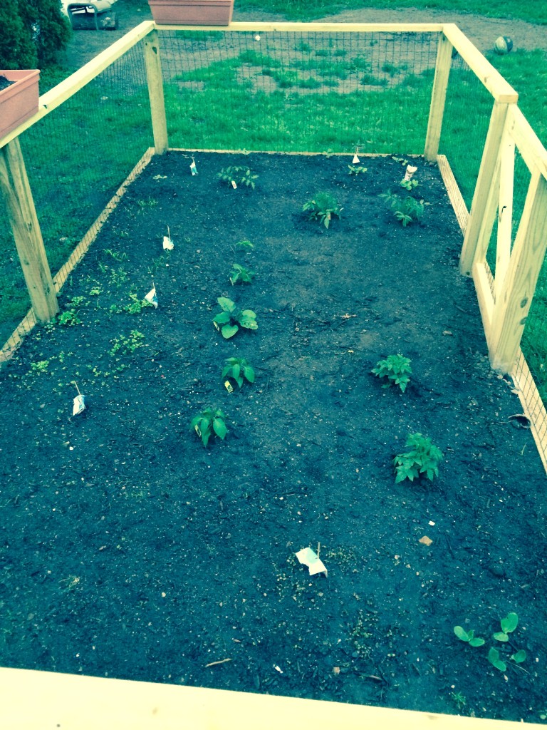 Tomatoes are planted!